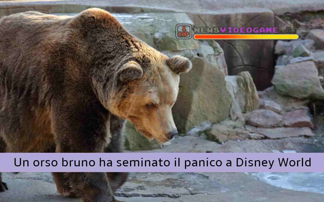 Orso Bruno